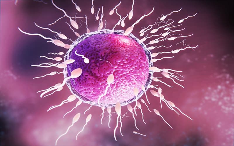 Yumurta Rezervi AMH Nedir? Nasıl ölçülür?