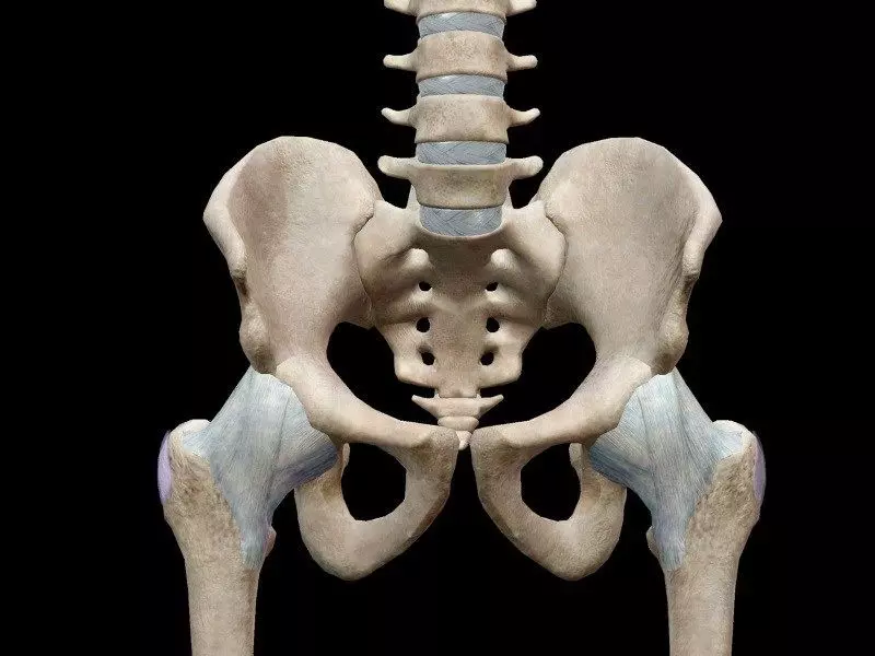 Pubis