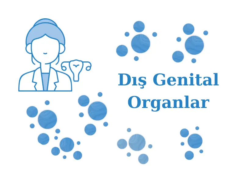 Dış Genital Organlar