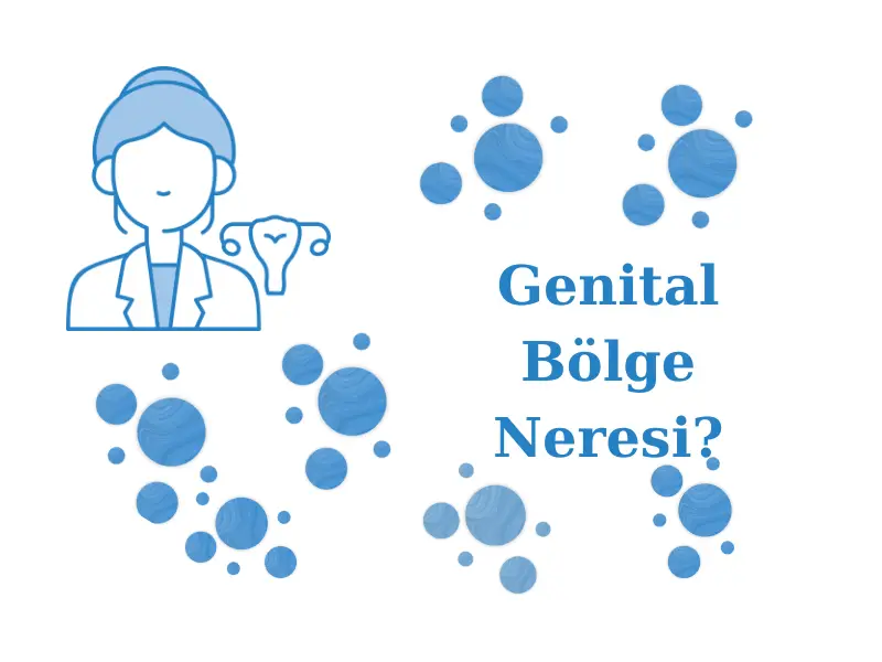 Genital Bölge Neresi?