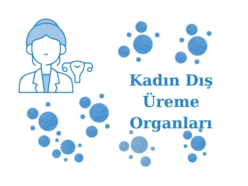 Kadın Dış Üreme Organları