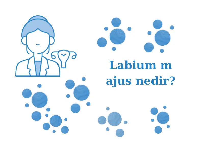Labium majus nedir?