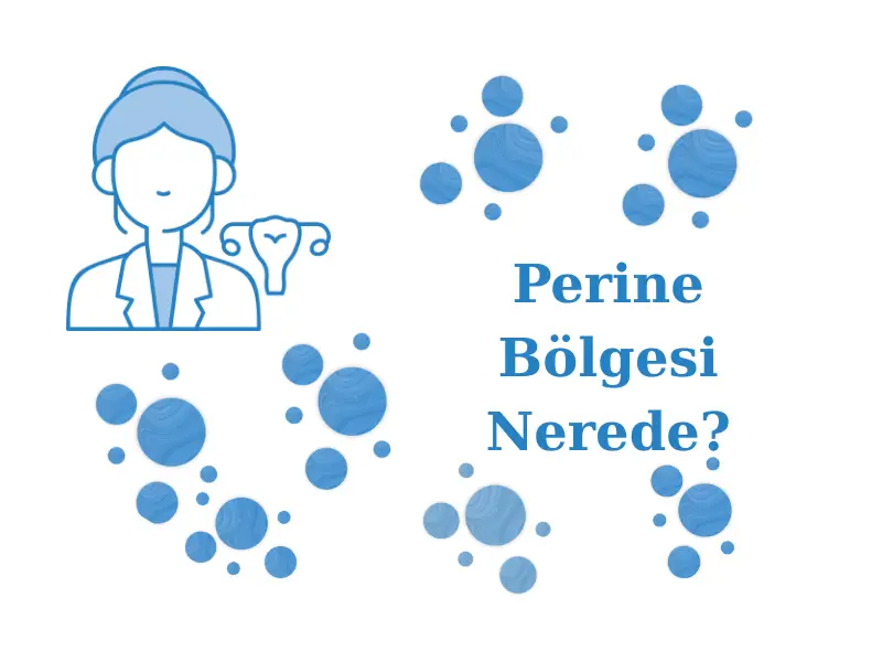 Perine Bölgesi Nerede?