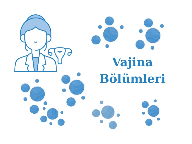 Vajina Bölümleri