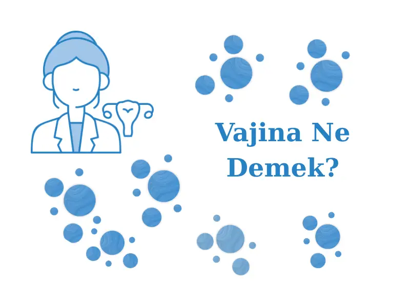 Vajina Ne Demek?
