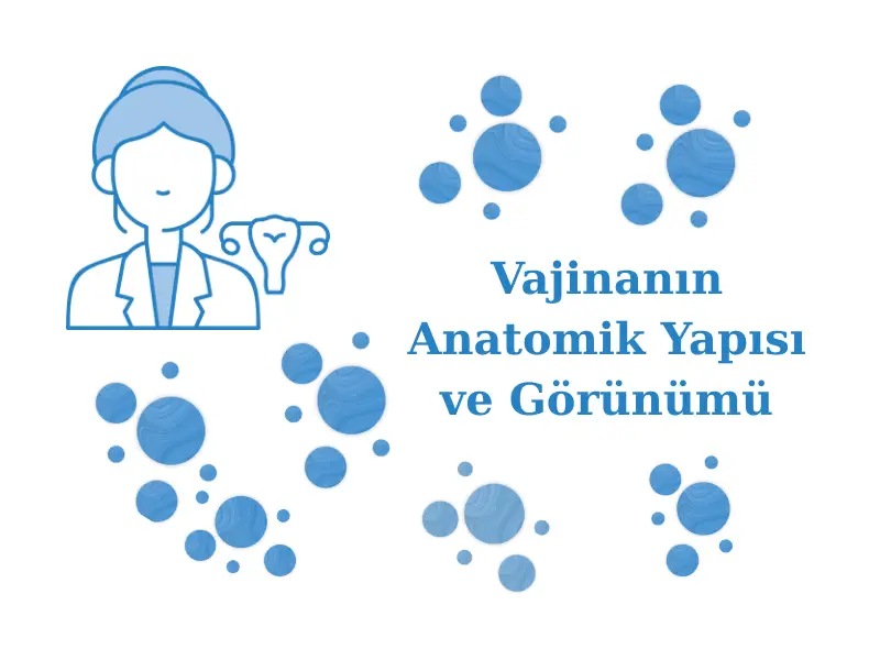 Vajinanın Anatomik Yapısı ve Görünümü