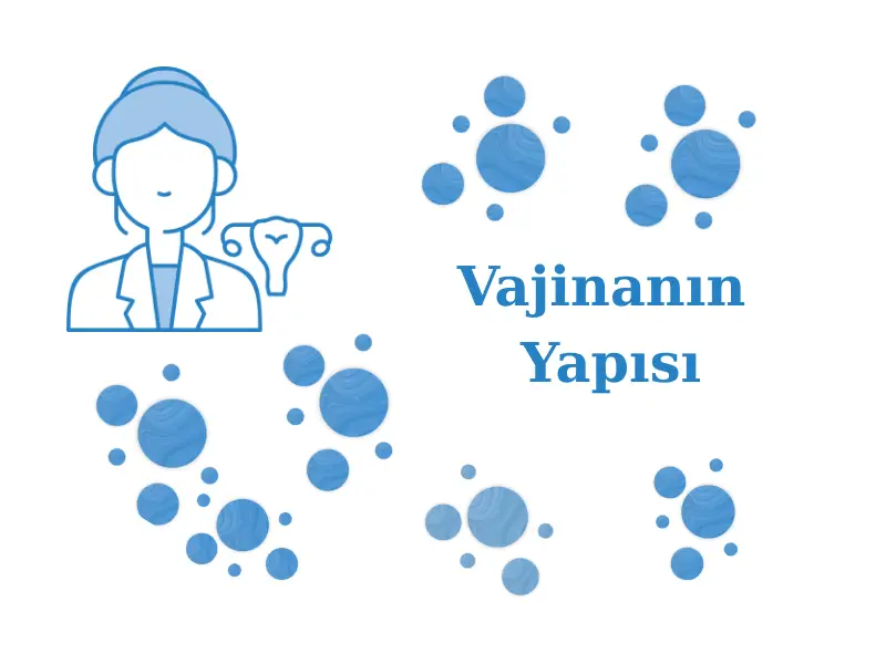 Vajinanın Yapısı