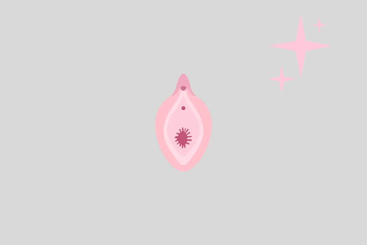 Vulva Nedir?
